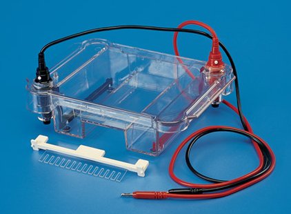 Gel Electrophoresis