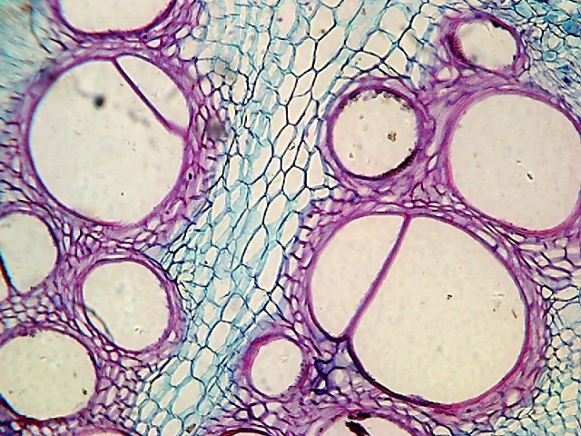 Vision Camera - Micro Photo -2