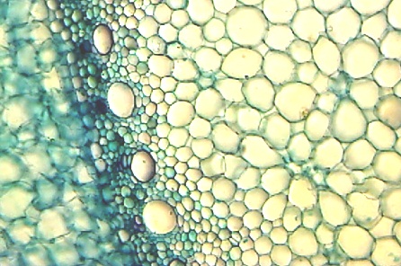Vision Camera - Micro Photo-3