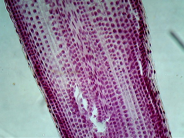 Vision Camera - Micro Photo 1